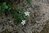 Sibbaldiopsis tridentata (Potentilla tridentata)