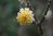 Edgeworthia chrysantha 30-40 cm