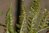 Dryopteris erythrosora 0-20 cm