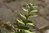 Cyrtomium fortunei 10-20 cm
