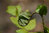 Cyrtomium fortunei 10-20 cm