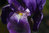 Iris germanica 'Kaiserstuhl'