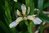 Iris foetidissima 'Variegata'