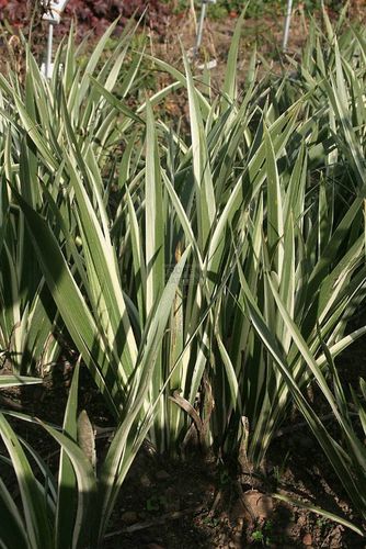 Iris foetidissima Variegata