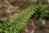 Polystichum setiferum 'Densum Plumosum' F1