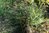 Polystichum setiferum 'Densum Plumosum' F1