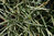 Ophiopogon japonicus 'Variegatus' 10-20 cm