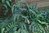 Dryopteris sieboldii 10-30 cm