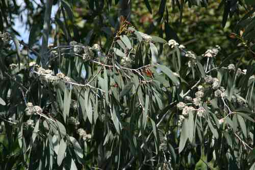 Eucalyptus niphophila "Bogong"
