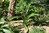 Agapanthus campanulatus 0–30 cm