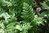 Polypodium vulgare 'Cornubiense'