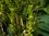 Olearia nummularifolia 'Rifnik' 10-20 cm