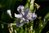 Iris japonica 10-30 cm
