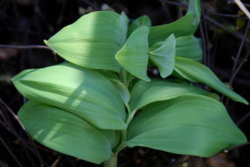 Polygonatum hirtum / Polygonatum latifolium 0-30 cm