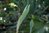 Polygonatum hirtum / Polygonatum latifolium 0-30 cm