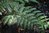 Woodwardia radicans 10-30 cm
