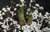 Roscoea auriculata 0-20 cm