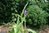 Roscoea auriculata 0-20 cm