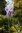 Iris pallida variegata