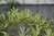Distylium buxifolium