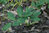 Polygonatum yunnanense 0-20 cm