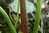 Rodgersia tabularis 0-30 cm