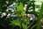 Rodgersia tabularis 0-30 cm