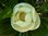 Magnolia gr. 'Exmouth' F1 20-30 cm