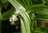 Smilacina stellata 0-30 cm