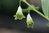 Polygonatum odoratum 'Plena