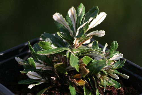 Banksia littoralis 'Dwarf'