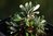 Banksia littoralis 'Dwarf' 10 cm