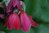 Gladiolus 'Ruby' 0-30 cm