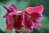 Gladiolus 'Ruby'