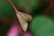 Begonia grandis 0-30 cm