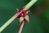 Begonia grandis 0-30 cm