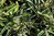 Dymondia margaretae 05-10 cm