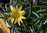 Dymondia margaretae 05-10 cm