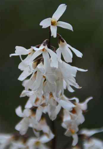 Abeliophyllum distichum 10–20 cm