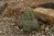 Echinocereus triglochidiatus 05-10 cm