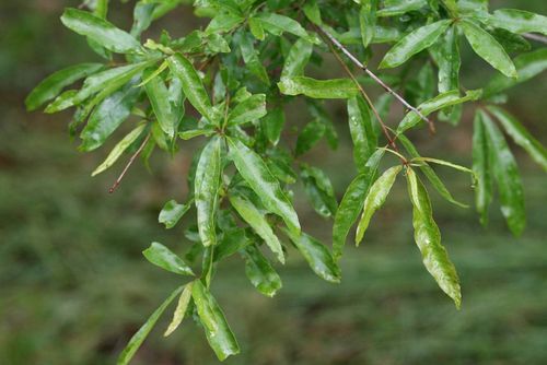 Quercus phellos 40-60 cm