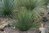 Yucca reverchonii