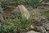 Yucca reverchonii 10-20 cm