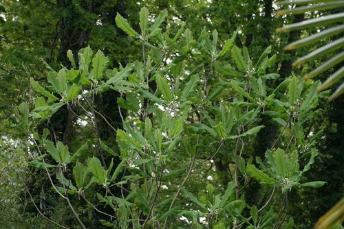 Magnolia macrophylla