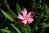 Nerium oleander 'Atlas'