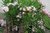 Nerium oleander 'Atlas'