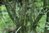 Ptelea trifoliata 20-30 cm