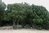 Quercus ilex 30-40 cm