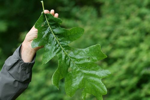 Quercus alba 20-40 cm