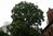 Quercus coccinea 20-30 cm